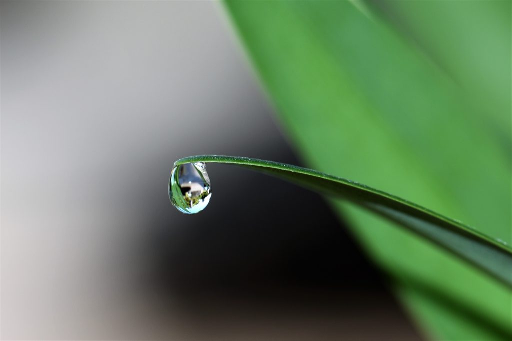 Cara Merawat Tanaman Calathea agar Tumbuh Subur dan Indah