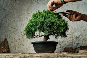 Tanaman Bonsai