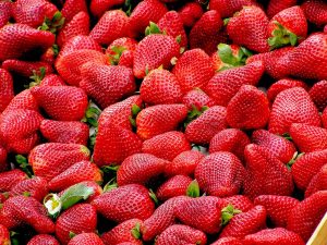 strawberry hidroponik