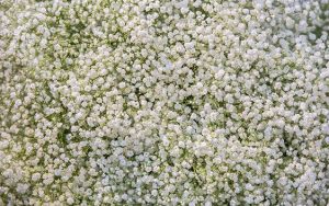 Bunga Baby Breath