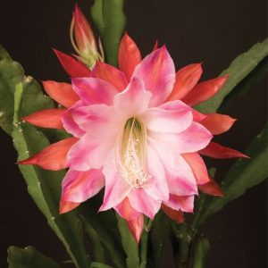 Bunga Orchid Cactus