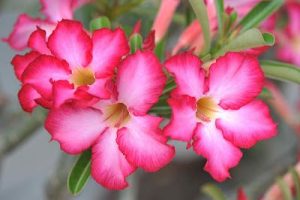 bunga adenium