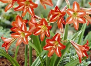 bunga amarilis