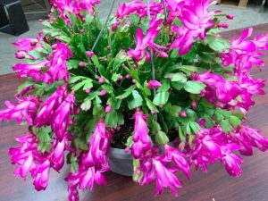 bunga christmas cactus