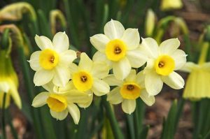 bunga daffodil