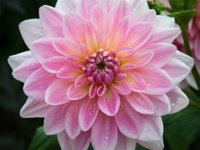 25 Macam-Macam Bunga Hias Agar Rumah Tampak Asri dan Cantik