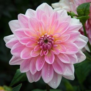 bunga dahlia