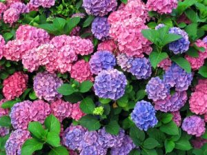 bunga hydrangea