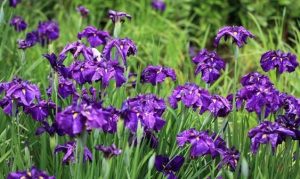 bunga iris