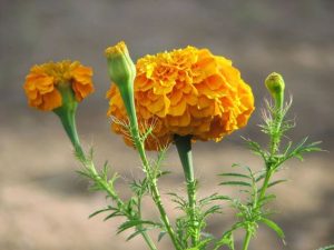 bunga marigold