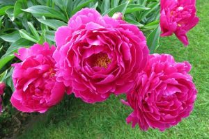 bunga peony