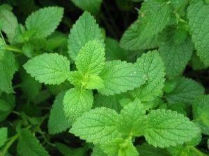 tanaman obat daun mint