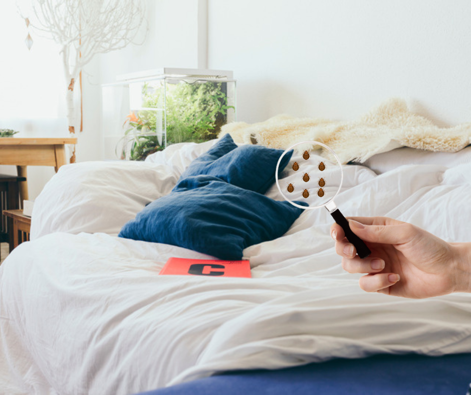 12 Cara Membasmi Kutu Kasur Tuntas Hingga ke Telur-Telurnya 12 Cara Membasmi Kutu Kasur Tuntas Hingga ke Telur-Telurnya