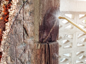 8 Cara Menghilangkan Rayap di Rumah Secara Alami Hingga Tuntas