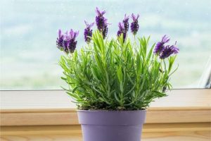 tanaman dalam rumah lavender