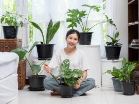 10 Tanaman Dalam Ruangan yang Meningkatkan Kesehatan dan Menenangkan