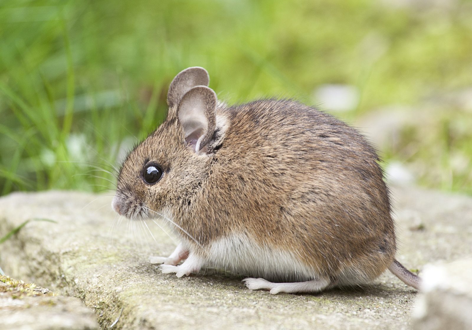 14 Cara Mengusir Tikus di Rumah Dengan Bahan Alami, Terbukti Ampuh! 14 Cara Mengusir Tikus di Rumah Dengan Bahan Alami, Terbukti Ampuh!