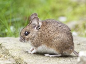 14 Cara Mengusir Tikus di Rumah Dengan Bahan Alami, Terbukti Ampuh!