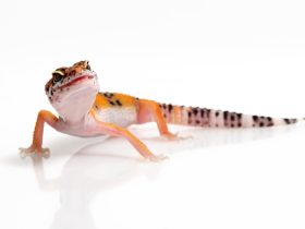 14 Cara Mengusir Tokek dari Rumah dan Tidak Kembali Lagi