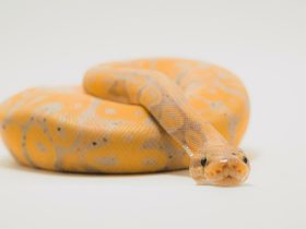 Ular Masuk Rumah Pertanda Apa ? Simak Penjelasannya