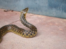 Bagaimana Mengusir Ular dari Rumah dengan Aman? Simak Ini!