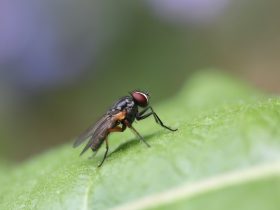 8 Cara Mengusir Lalat dengan Mudah