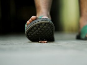 Cara Mengusir Kecoa yang Efisien, Dijamin Ampuh!