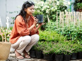 14 Variasi Tanaman Hias Halaman Rumah yang Cantik