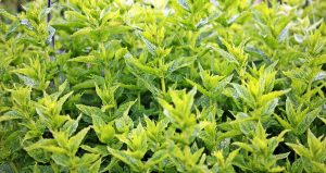 daun mint