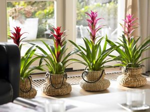 tanaman dalam ruangan bromeliad