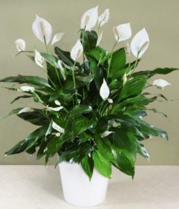 tanaman dalam ruangan peace lily