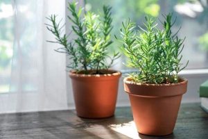 tanaman dalam rumah rosemary
