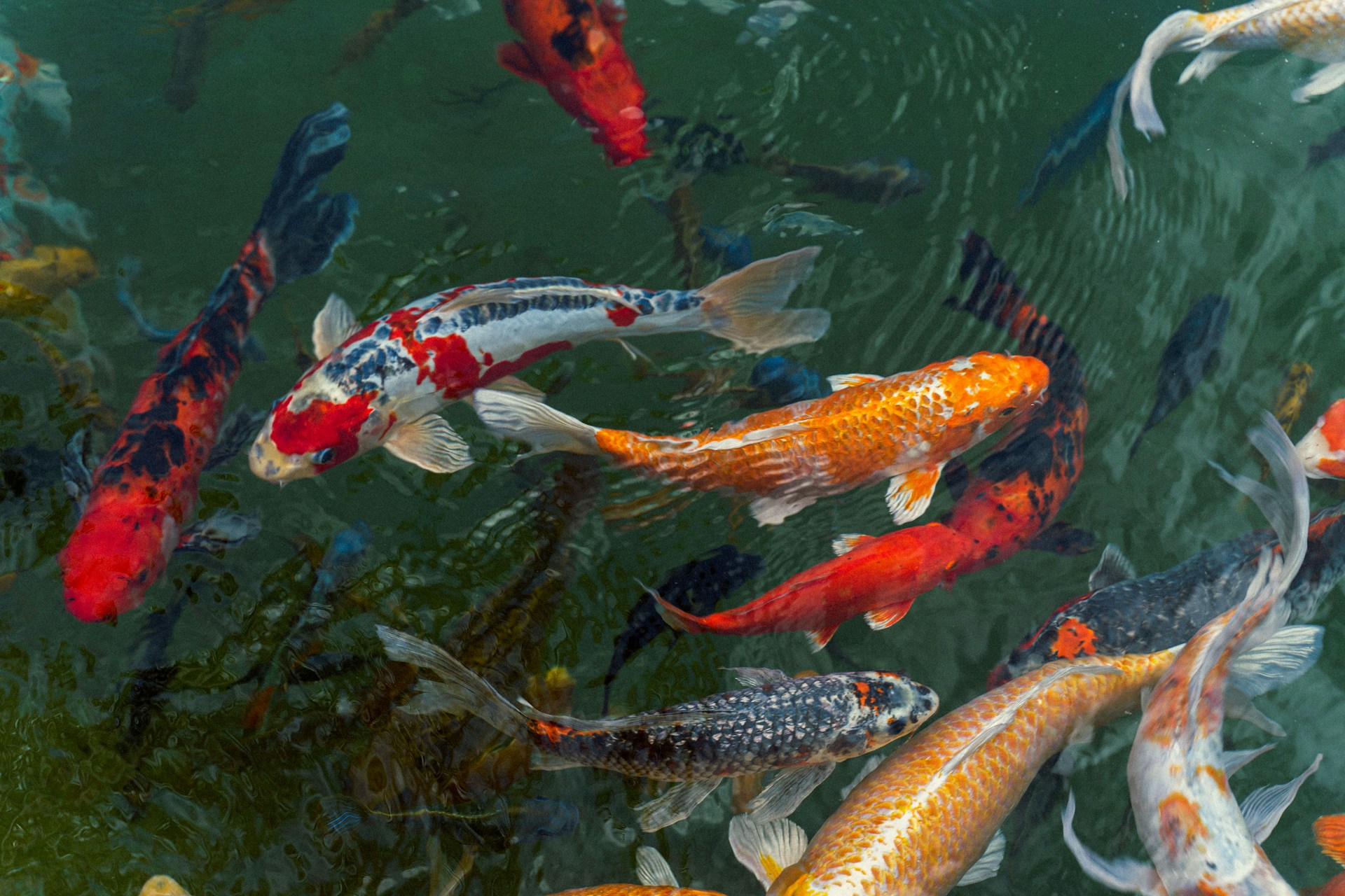 Apa Saja Jenis Ikan Koi? Simak Ini!