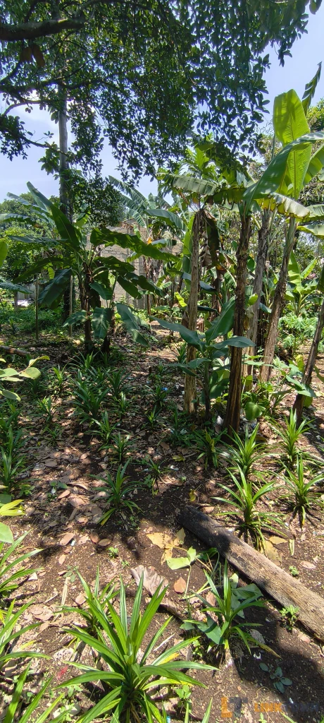 Jual Cepat Tanah Kavling Under Harga Pasar Permeter di Cibinong Bogor