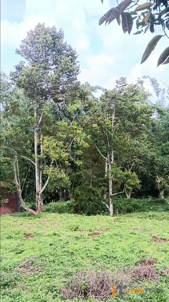 Dijual Tanah Kebun Duren dan Mangga di Pasuruan