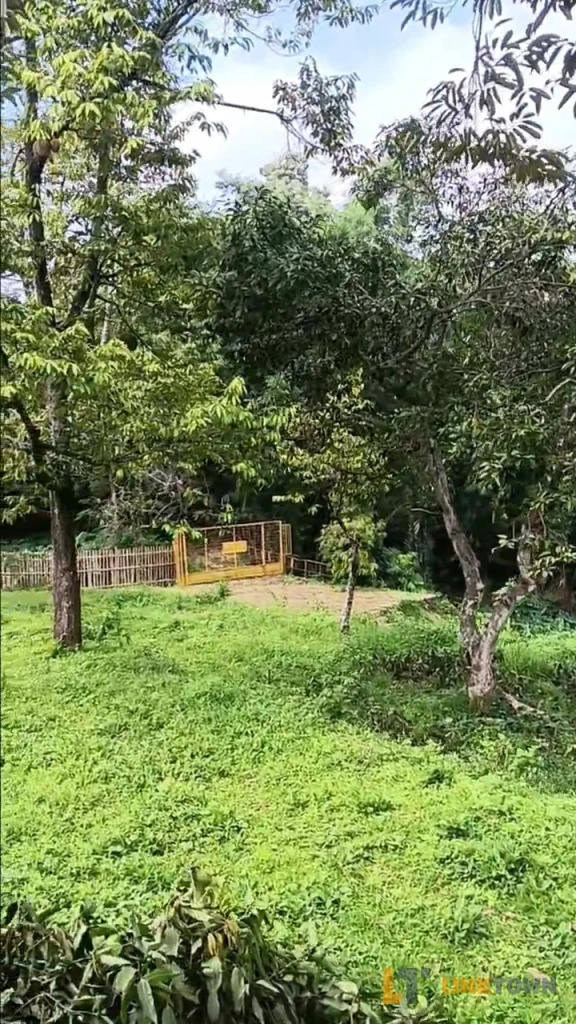 Dijual Tanah Kebun Duren dan Mangga di Pasuruan